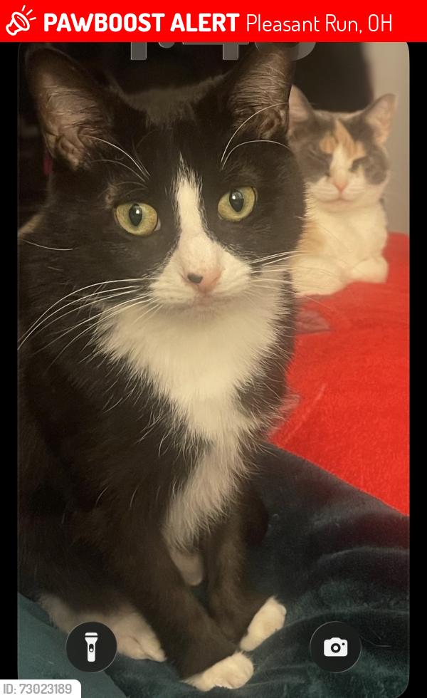 Lost Female Cat last seen Pippin rd crest, Pleasant Run, OH 45231
