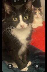 Lost Female Cat last seen Pippin rd crest, Pleasant Run, OH 45231