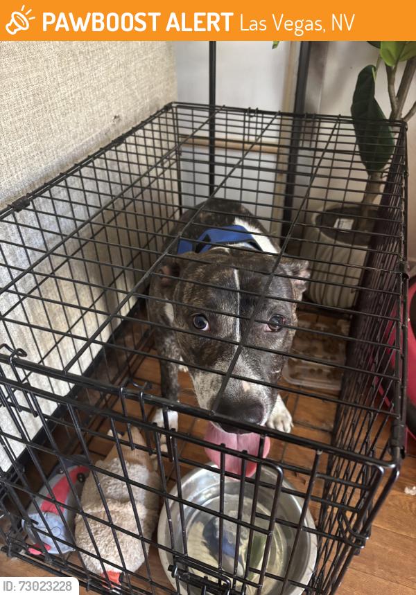 Found/Stray Female Dog last seen Vegas valley and la canada, Las Vegas, NV 89169