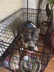 Found/Stray Female Dog last seen Vegas valley and la canada, Las Vegas, NV 89169