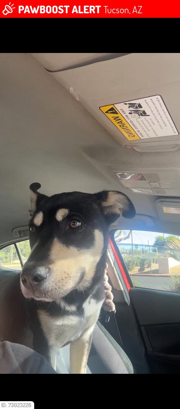 Lost Male Dog last seen Park & irvington, Tucson, AZ 85706