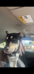 Lost Male Dog last seen Park & irvington, Tucson, AZ 85706