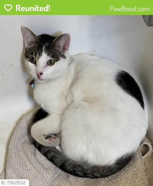 Reunited Male Cat last seen Near Lenin statue in Fremont neighborhood , Seattle, WA 98103