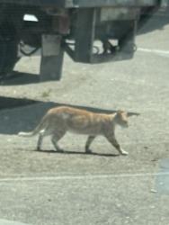 Found/Stray Unknown Cat last seen Near Poway Rd Poway, CA 92064 United States Evan’s Tire & Service Center, Poway, CA 92064