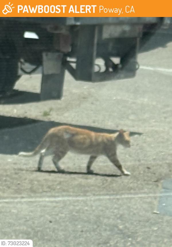 Found/Stray Unknown Cat last seen Near Poway Rd Poway, CA 92064 United States Evan’s Tire & Service Center, Poway, CA 92064