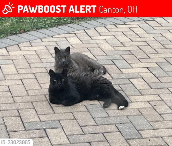 Lost Male Cat last seen Carlton Ave. NW Canton, OH, Canton, OH 44709