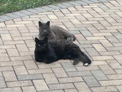 Lost Male Cat last seen Carlton Ave. NW Canton, OH, Canton, OH 44709