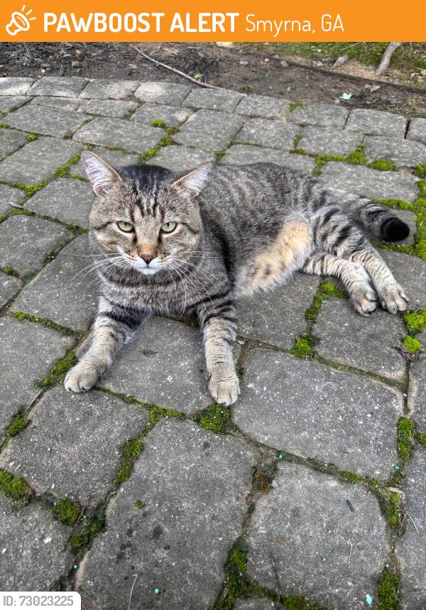 Found/Stray Unknown Cat last seen Stonehaven Neighborhood, Smyrna, GA 30080