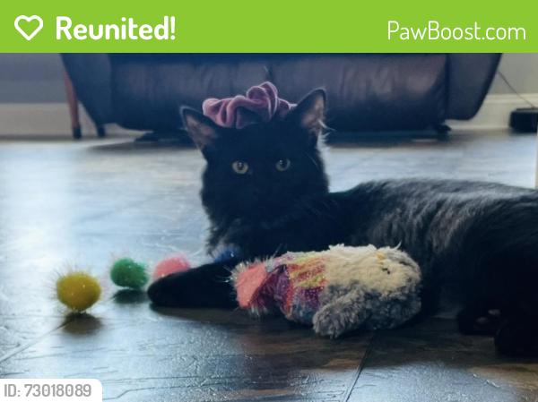 Reunited Female Cat last seen McArthur Rd , Fayetteville, NC 28311