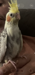 Lost Unknown Bird last seen Long Beach blvd and  Artesia, Long Beach, CA 90805