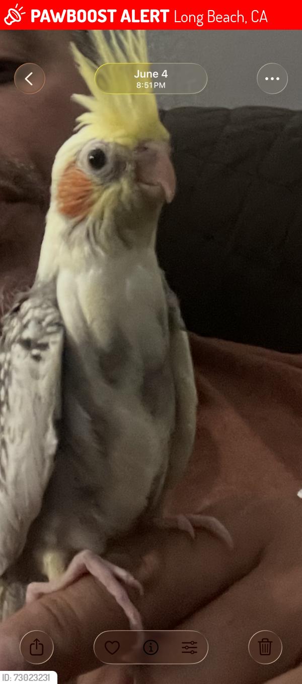 Lost Unknown Bird last seen Long Beach blvd and  Artesia, Long Beach, CA 90805
