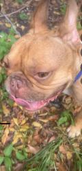 Found/Stray Male Dog last seen 7/11, Miami, FL 33147