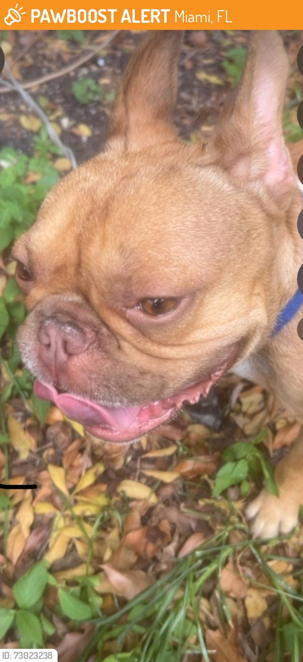 Found/Stray Male Dog last seen 7/11, Miami, FL 33147