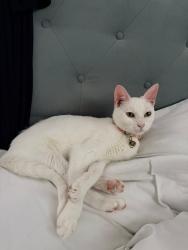 Lost Female Cat last seen Near Carriage Blvd, San Antonio, TX 78249, San Antonio, TX 78249