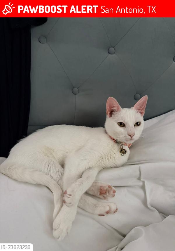 Lost Female Cat last seen Near Carriage Blvd, San Antonio, TX 78249, San Antonio, TX 78249