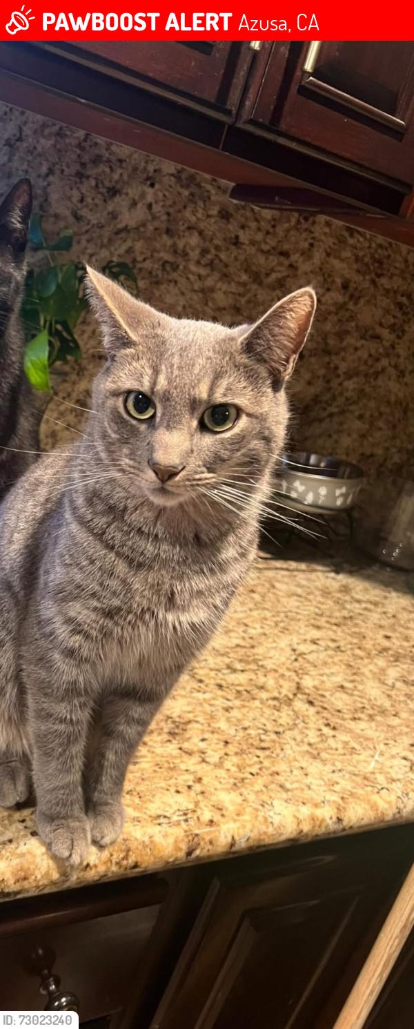 Lost Male Cat last seen Azusa, Azusa, CA 91702