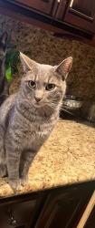 Lost Male Cat last seen Azusa, Azusa, CA 91702