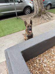 Found/Stray Male Dog last seen Camden and Ohio , Los Angeles, CA 90024
