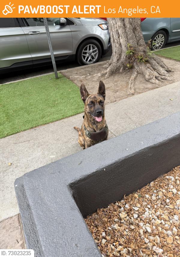 Found/Stray Male Dog last seen Camden and Ohio , Los Angeles, CA 90024