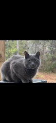 Reunited Male Cat last seen Lannie rd, Jacksonville, FL 32218