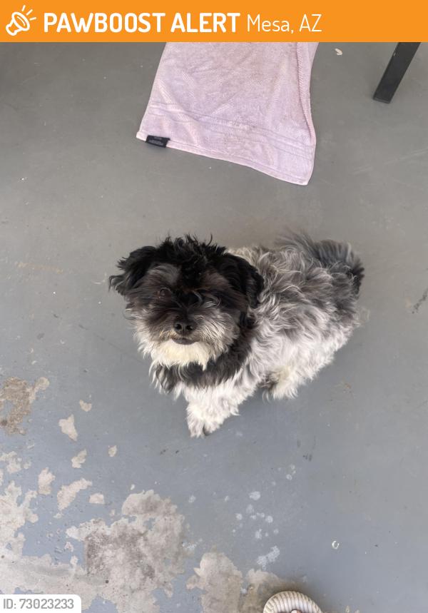 Found/Stray Male Dog last seen Fitch Park, Mesa, AZ 85203