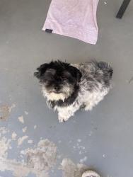 Found/Stray Male Dog last seen Fitch Park, Mesa, AZ 85203