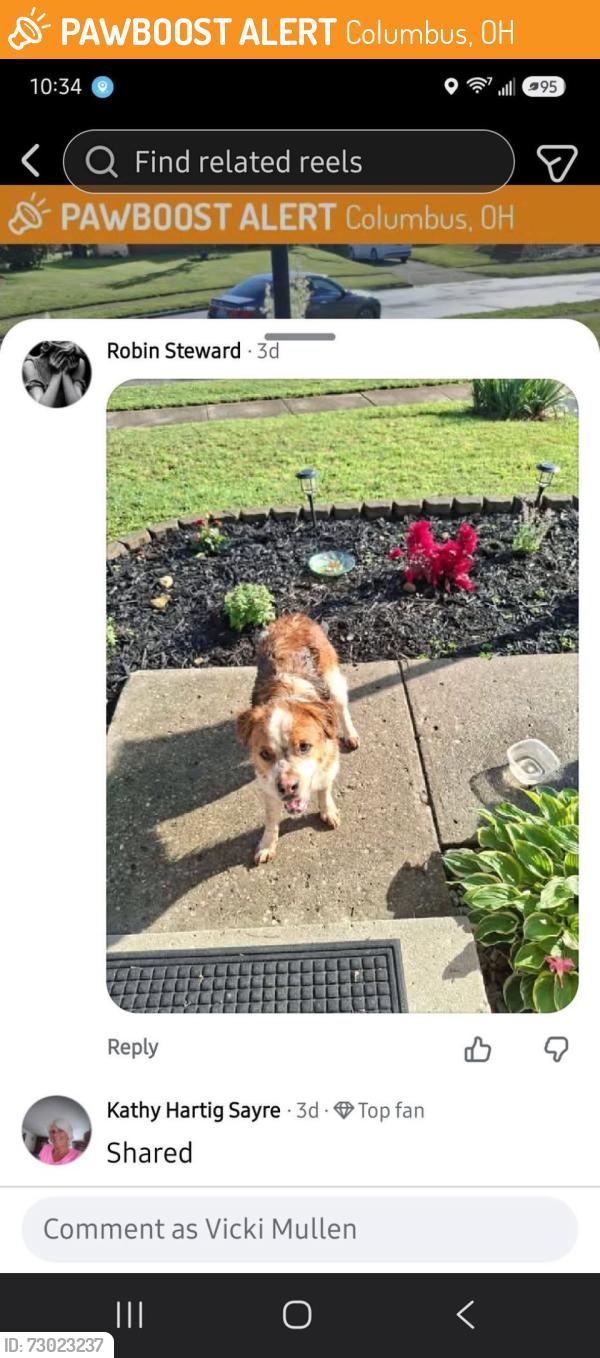 Found/Stray Male Dog last seen Columbus ohio, Columbus, OH 43215