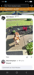 Found/Stray Male Dog last seen Columbus ohio, Columbus, OH 43215