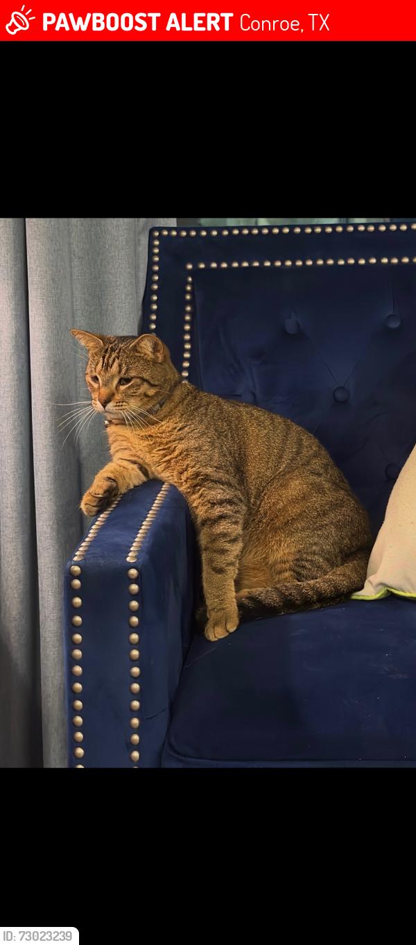 Lost Male Cat last seen Deer pines subdivision , Conroe, TX 77303