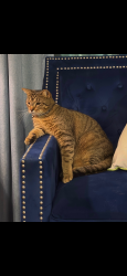 Lost Male Cat last seen Deer pines subdivision , Conroe, TX 77303