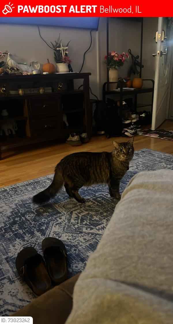 Lost Male Cat last seen VPN gas station , Bellwood, IL 60104