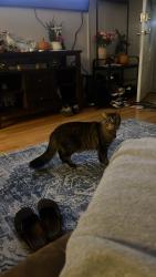 Lost Male Cat last seen VPN gas station , Bellwood, IL 60104