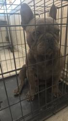 Found/Stray Male Dog last seen Tussing ranch, Apple Valley, CA 92308