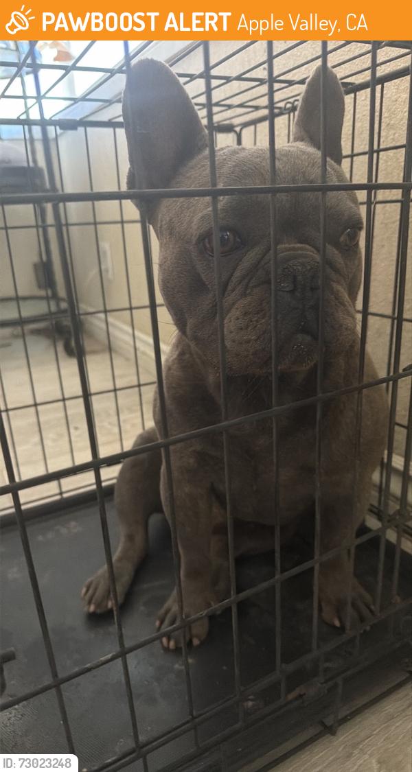 Found/Stray Male Dog last seen Tussing ranch, Apple Valley, CA 92308