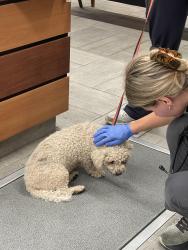 Found/Stray Male Dog last seen Near Northbound between Thomas and Indian School, Phoenix, AZ 85016