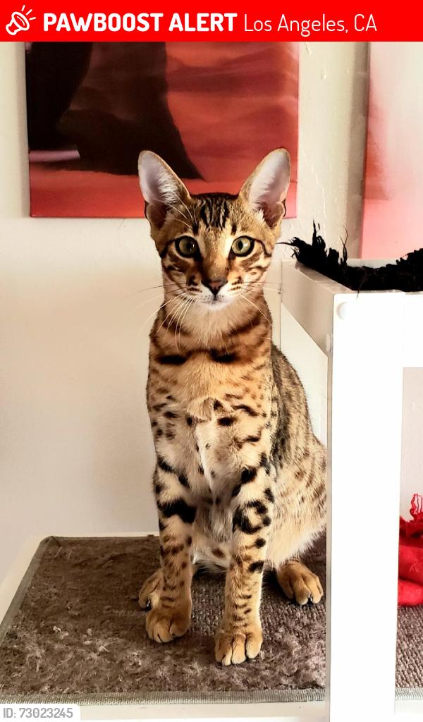 Lost Male Cat last seen HOLLYWOOD, Los Angeles, CA 90028