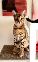 Lost Male Cat last seen HOLLYWOOD, Los Angeles, CA 90028