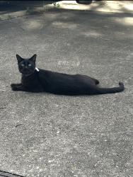 Lost Male Cat last seen East fairway drive. Gulfshores AL, Gulf Shores, AL 36542