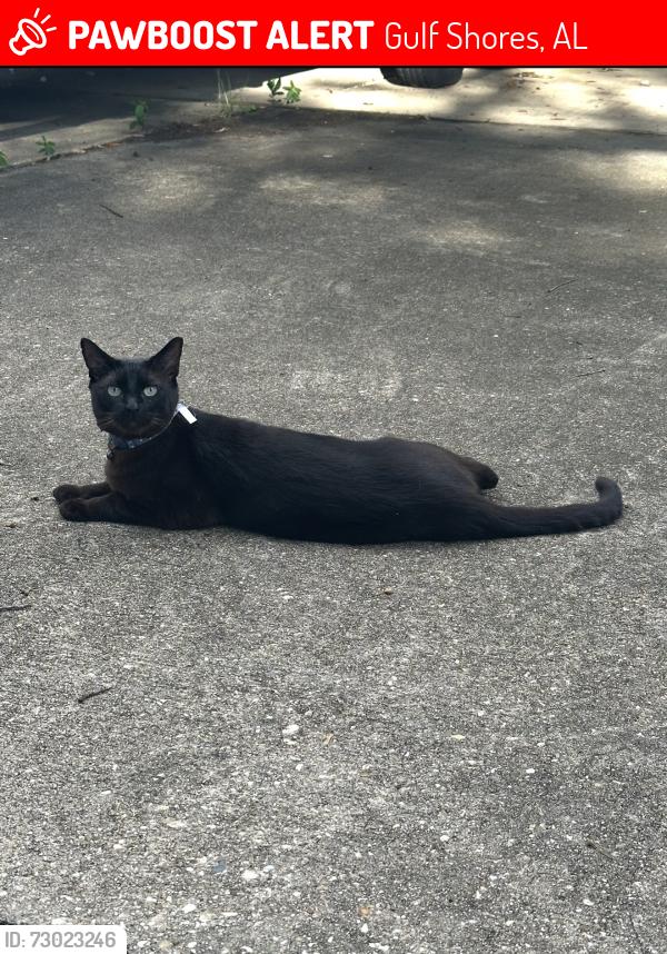Lost Male Cat last seen East fairway drive. Gulfshores AL, Gulf Shores, AL 36542
