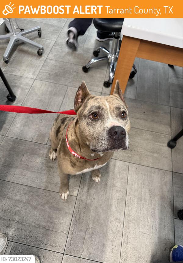 Found/Stray Male Dog last seen Highway 287, Tarrant County, TX 76052
