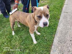 Shelter Stray Male Dog last seen Near BLOCK MAIDEN ST, DETROIT, MI 48213, 7401 Chrysler Dr, Detroit, MI 48211, USA