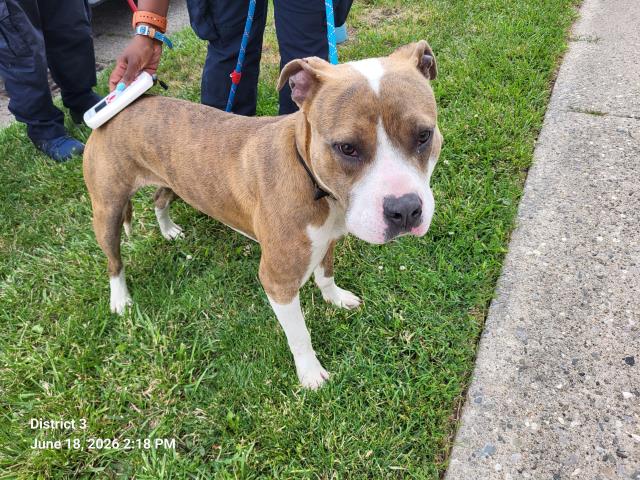 Shelter Stray Male Dog last seen Near BLOCK MAIDEN ST, DETROIT, MI 48213, 7401 Chrysler Dr, Detroit, MI 48211, USA