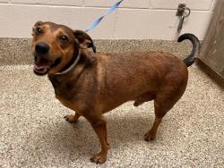 Shelter Stray Male Dog last seen Near BLOCK DRACO DR, MONUMENT CO 80132, 610 Abbot Ln, Colorado Springs, CO 80905, USA