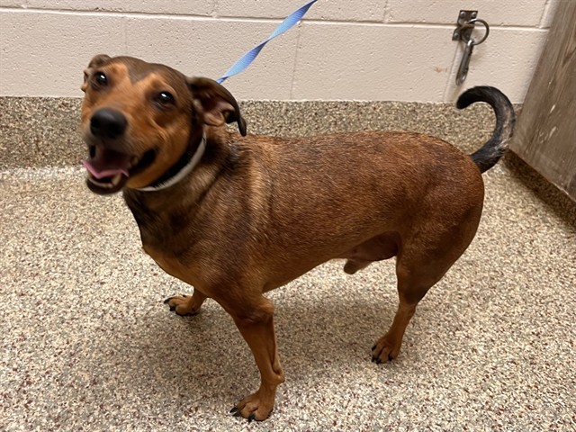 Shelter Stray Male Dog last seen Near BLOCK DRACO DR, MONUMENT CO 80132, 610 Abbot Ln, Colorado Springs, CO 80905, USA