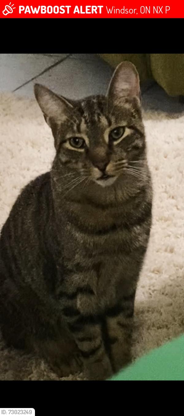 Lost Male Cat last seen Eugenie, Windsor, ON N8X 3P1