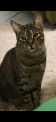 Lost Male Cat last seen Eugenie, Windsor, ON N8X 3P1