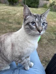 Reunited Unknown Cat last seen SE 108th and Holgate, Portland, OR 97266