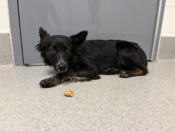Shelter Stray Male Dog last seen MOORE RD & FIDDYMENT, 11232 B Ave, Auburn, CA 95603, USA