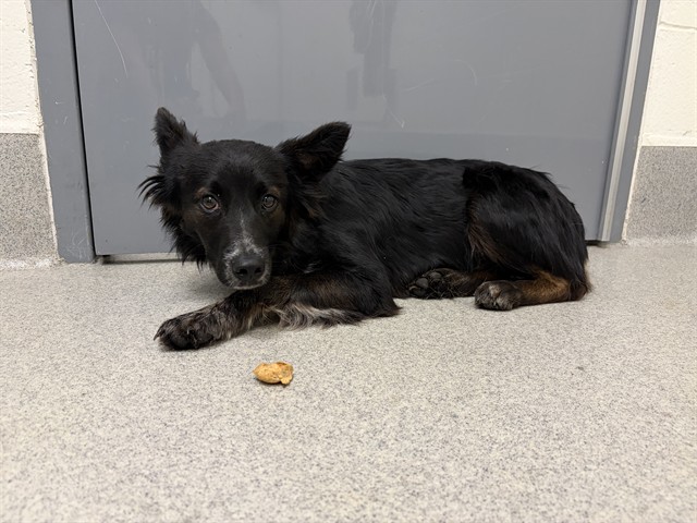 Shelter Stray Male Dog last seen MOORE RD & FIDDYMENT, 11232 B Ave, Auburn, CA 95603, USA