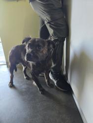 Shelter Stray Male Dog last seen , 1850 W 60th St, Los Angeles, CA 90047, USA